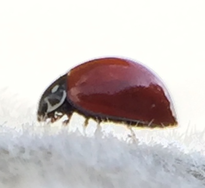 Photograph: Lady Bug on a Fuzzy Plant